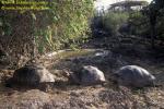 Giant Tortoise adults at Darwin Station 01 110104