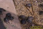 Giant Tortoise babies breeding program 110104