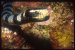 Sea Snake, Banded 01, Laticauda colubrina