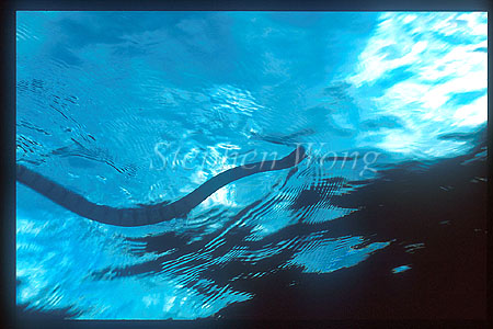 Sea Snake, Banded 05, Laticauda colubrina