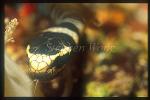 Sea Snake, Banded 06, Laticauda colubrina, tongue