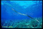 Sea Snake, Banded 07, Laticauda colubrina, tongue