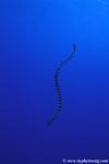 Sea Snake, Banded Sea Krait (Black Headed), Laticauda sp 01, Coral Sea02 070804