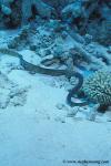 Sea Snake, Dubois, Aipysurus duboisii 01, Coral Sea 070804