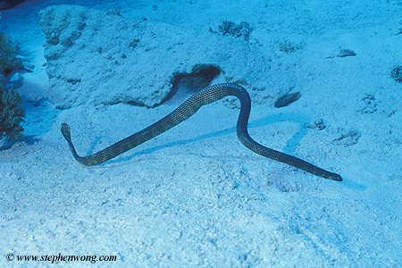 Sea Snake, Dubois, Aipysurus duboisii 02, Coral Sea 070804
