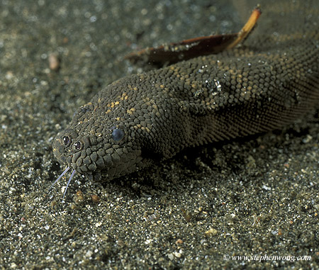 Sea Snake, Elephant Trunk, Acrochordus javanicus, 01 tongue, Bali 070804