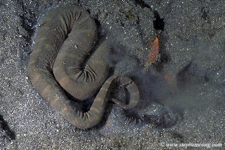 Sea Snake, Elephant Trunk, Acrochordus javanicus, 02 burrowing in sand, Bali 070804