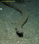 Sea Snake, Elephant Trunk, Acrochordus javanicus, 03 coming to lens, Bali 070804