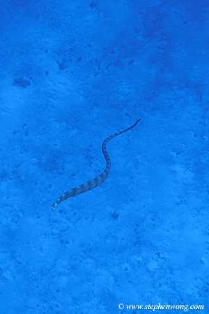 Sea Snake, I cannot identify species 01cropped, Coral Sea, 070804