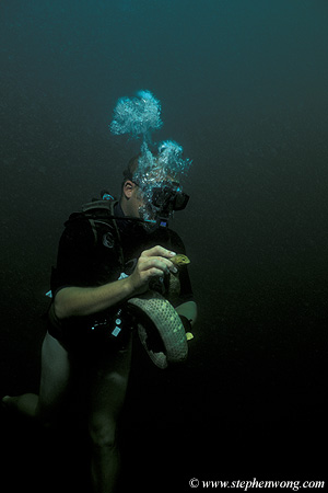 Sea Snake, I cannot identify species 03, diver holding, PNG, 070804