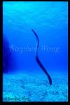 Sea Snake, Olive 01, Aipysurus laevis