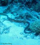 Sea Snake, Dubois, Aipysurus duboisii 01cropped