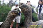 Tourists & Galapagos Tortoises 01 110104