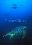 Turtle, Green Turtle 08a