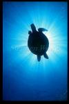 Turtle, Hawksbill Turtle 02