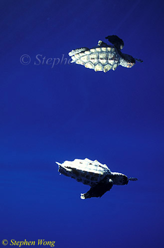 Turtle, Loggerhead Turtle (18cm) 02 & reflection 110803
