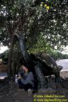 akako & Galapagos Tortoise statue 110104