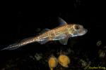 Chimaera Ratfish 01 Hydrolagus colliei 110903