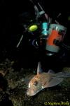 Chimaera Ratfish 04 Hydrolagus colliei & Takako 111403