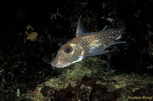 Chimaera Ratfish 05 Hydrolagus colliei 111303