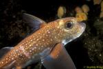 Chimaera Ratfish 06 Hydrolagus colliei 111503