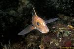 Chimaera Ratfish 07 Hydrolagus colliei 111503
