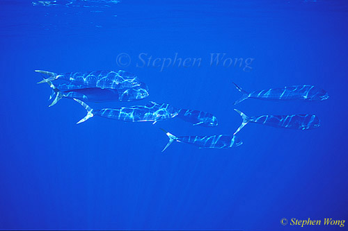 Dolphinfish or Mahi Mahi 01, Azores 110803