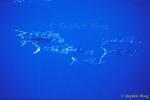 Dolphinfish or Mahi Mahi 01, Azores 110803