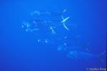 Dolphinfish or Mahi Mahi 02, Azores 110803