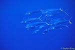 Dolphinfish or Mahi Mahi 03 juveniles, Azores 110803