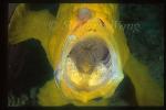 Frogfish, Giant 01 yawning