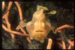 Frogfish, Giant 02