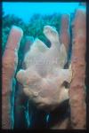 Frogfish, Giant 05 on sponge