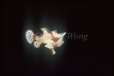 Frogfish, Painted 01, Antennarius pictus, 2cm