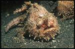 Frogfish, unidentified 03