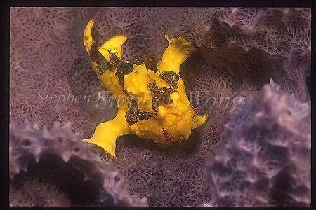 Frogfish, Warty 02