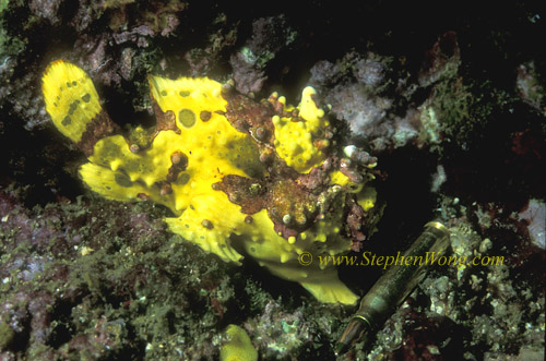 Frogfish, Warty 04 & bullet 0705