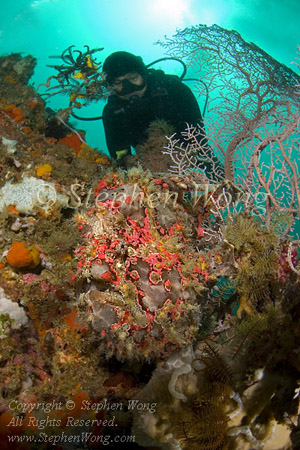 Frogfish, Giant 08
 & diver 01t 1189 Stephen WONG