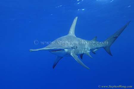 Hammerhead Shark, Great Hammerhead Shark 018 4438 060608