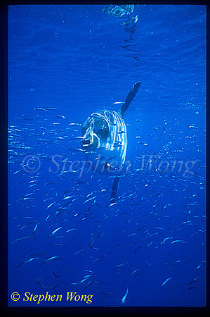 Mola Mola 103 with baitfish