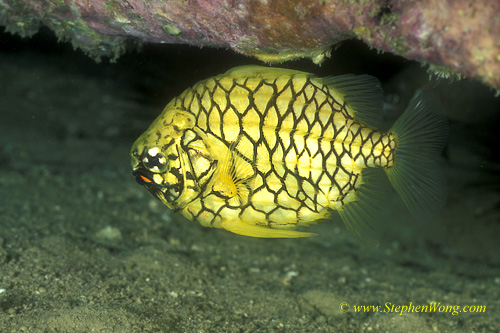 Pineapple Fish 01 Stephen WONG 080127