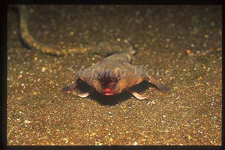 Red-lipped Batfish 04
