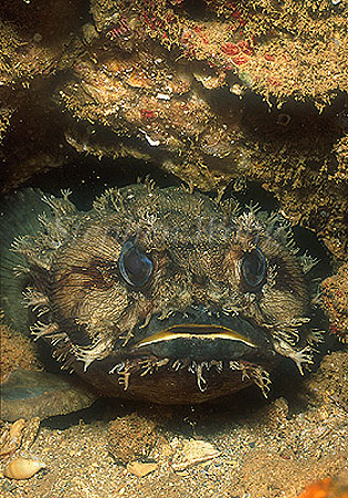 Toadfish 01a A face only a mother loves.