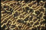 Coral, 101 Montipora sp, Similans1992