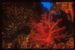 Coral, 102 Softcoral and Glassy Sweepers, RedSea1993