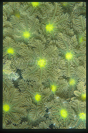 Coral, 103 Organ Coral polyp, Derawan2001
