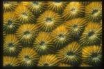 Coral, 109 Star Coral, Diploastrea heliopora, Similans1992