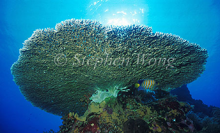 Coral, 110 Table Coral, Tubbataha Philippines1993