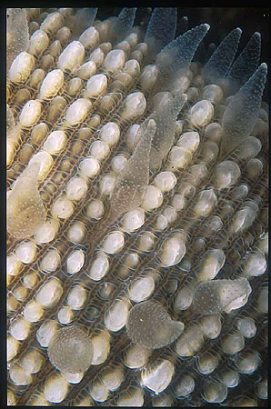 Coral, 118 Mushroom Coral detail