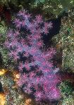 Coral, 120a Soft Coral